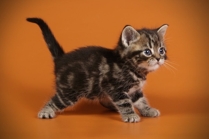 横を向いて歩くアメリカンショートヘアの子猫