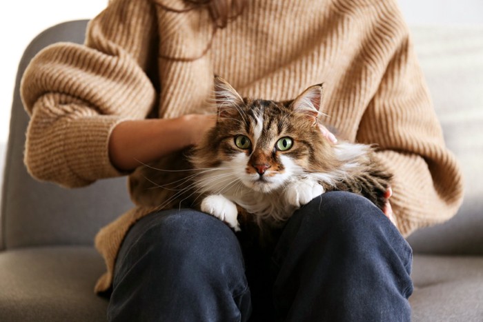 飼い主と一緒に家でくつろいでいる猫