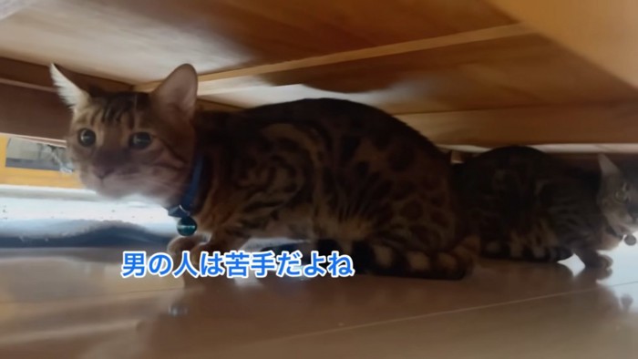 家具の下に隠れる猫