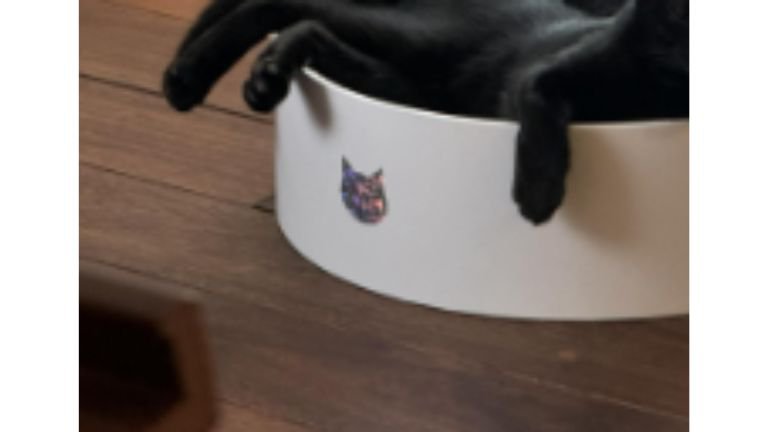 室内にいる猫たち