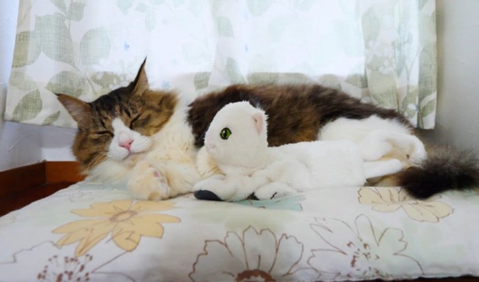 おもちゃと眠る猫