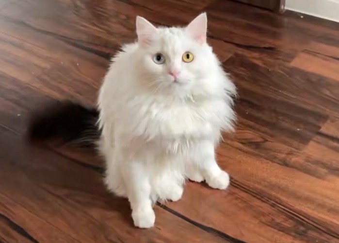 しっぽだけが黒い猫