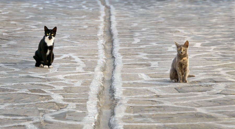 猫同士の境界線