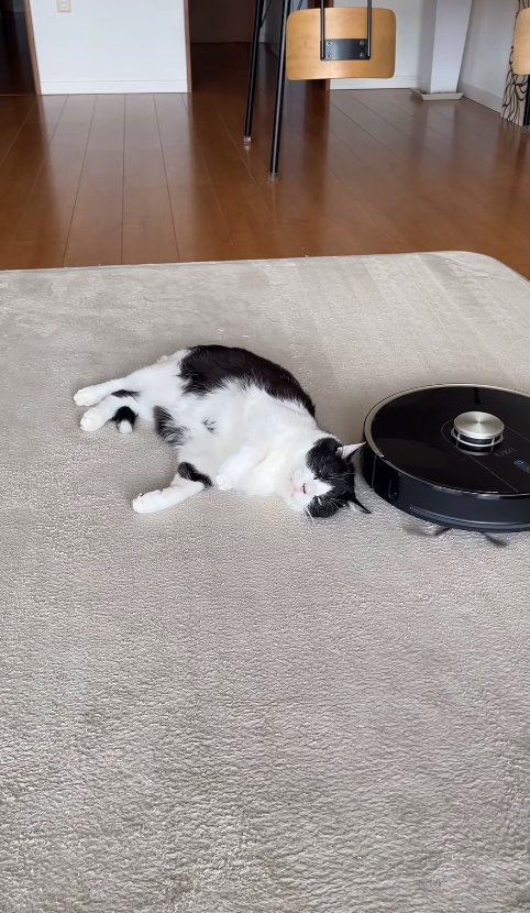 猫の頭上を掃除しているロボット掃除機