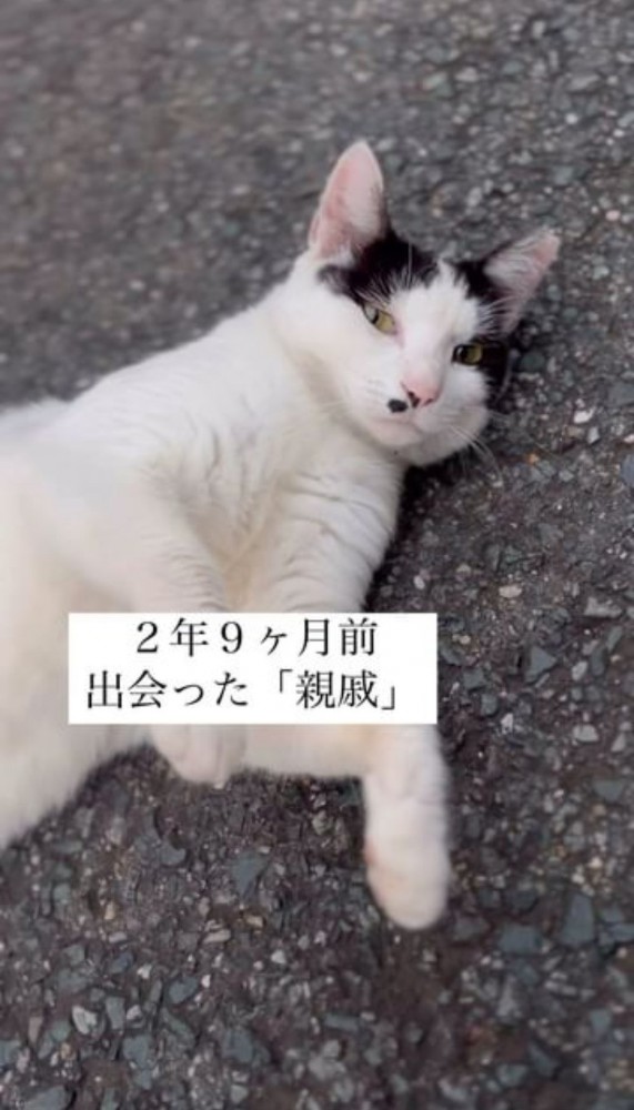 アスファルトの上でゴロゴロする猫