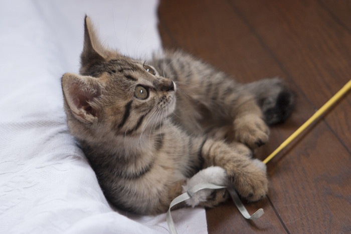 猫じゃらしで遊ぶ子猫