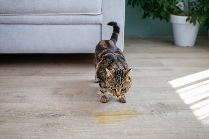 粗相をしたキジトラ猫