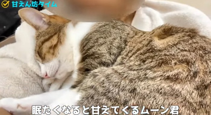 寝ている猫