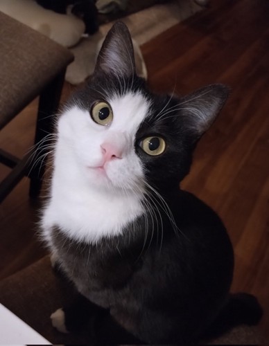 見上げる猫