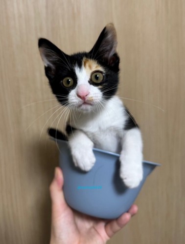 ミニボウルに入る子猫