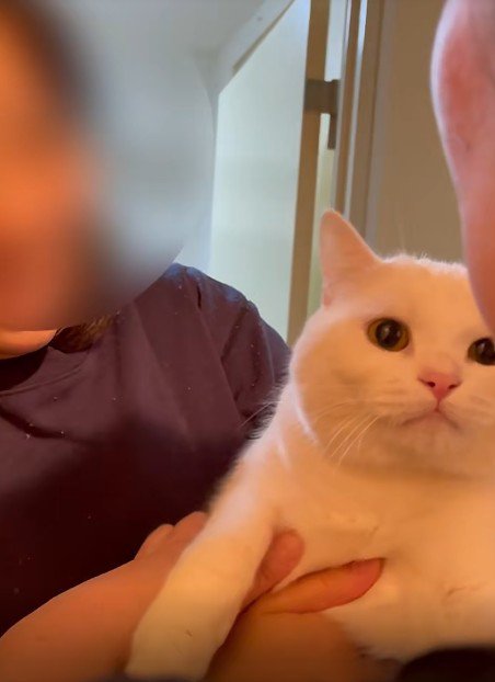抱っこされている猫