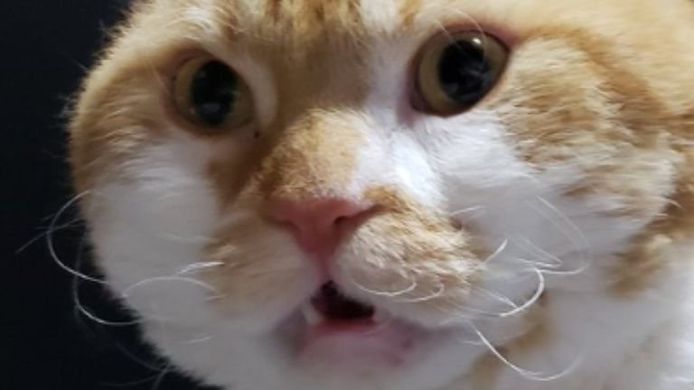室内にいる猫