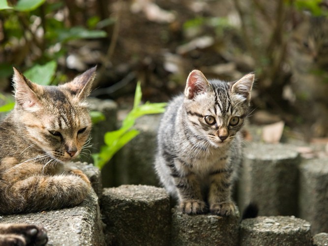 猫と子猫