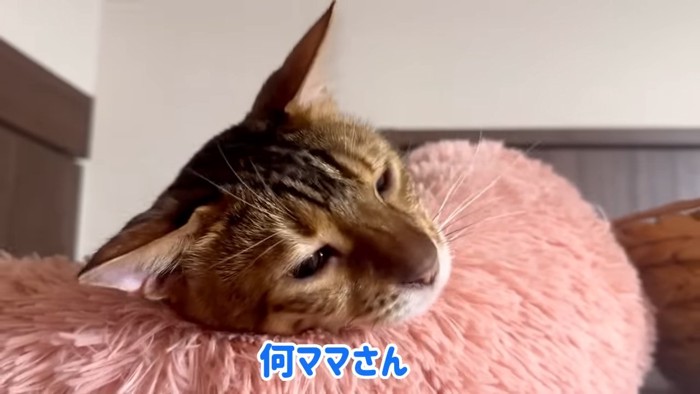 猫ベッドから顔を出す猫