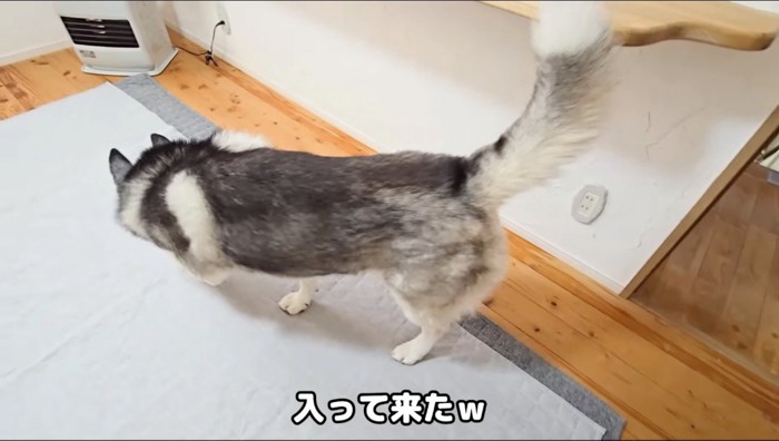 床の匂いを嗅ぎながら部屋の中を歩くハスキー犬