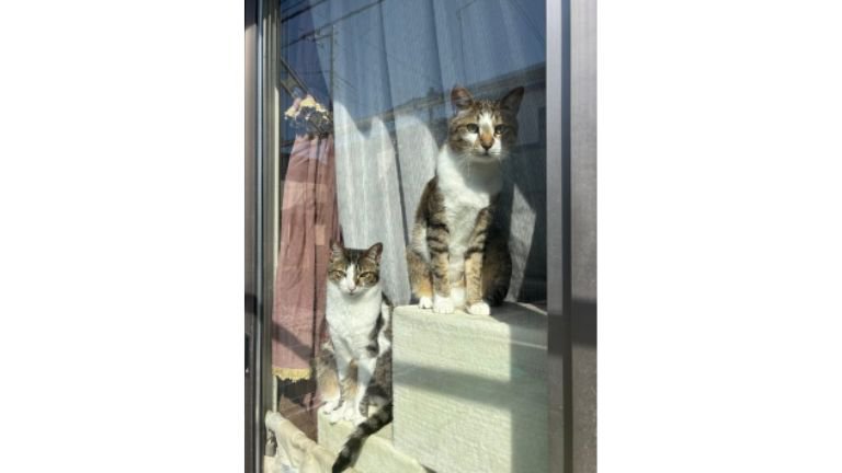 窓際にいる猫