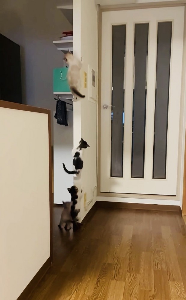 袖壁を登る3匹の子猫と見守る子猫