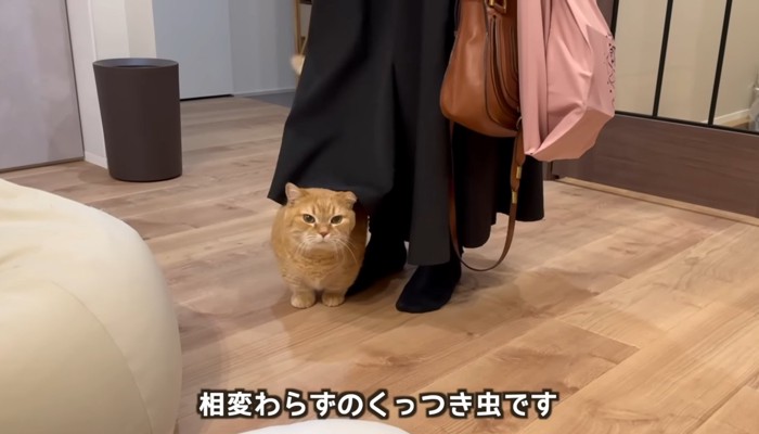 くっつき虫
