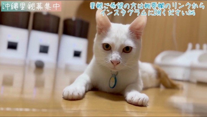床に寝そべる猫