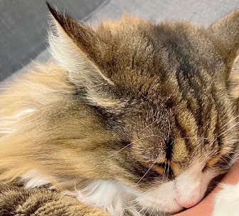 寝ている猫