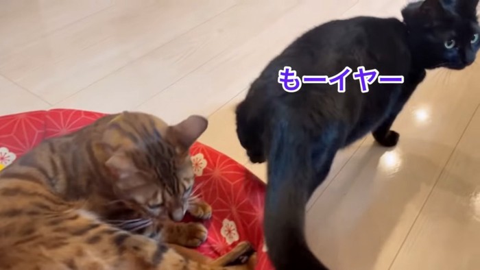 歩いていく黒猫