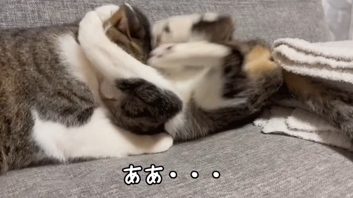 蹴られる猫