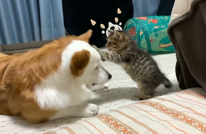 子猫と遊ぶ犬