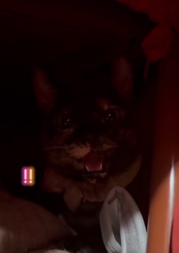 威嚇を止めた猫