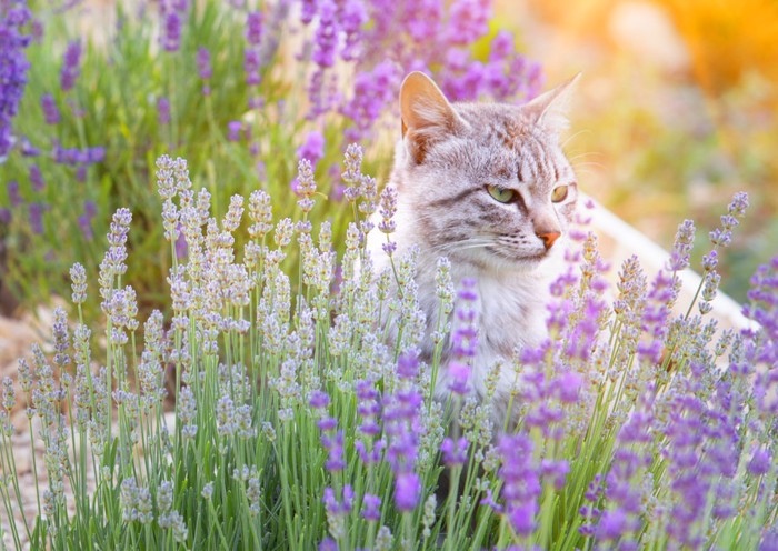 花畑にいる猫