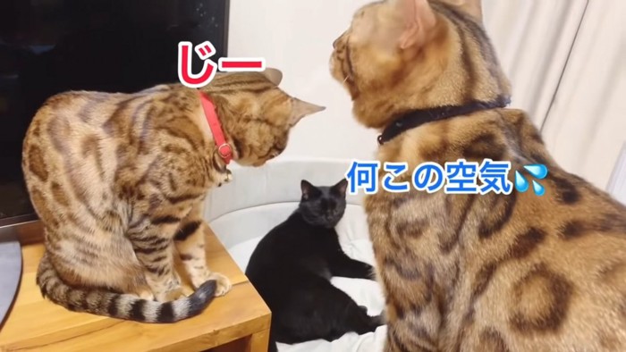 3匹の猫