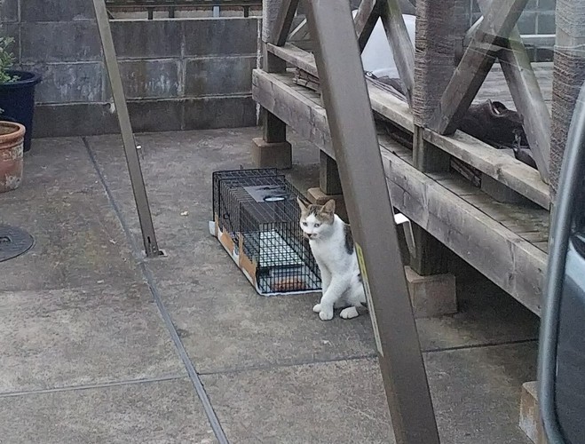 捕獲器前のチョビ