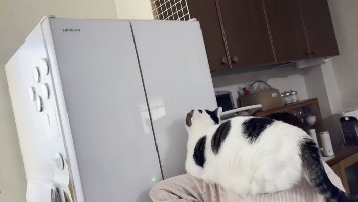 背中の上で冷蔵庫を見上げる猫ちゃん