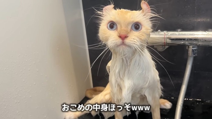 中身ほっそ
