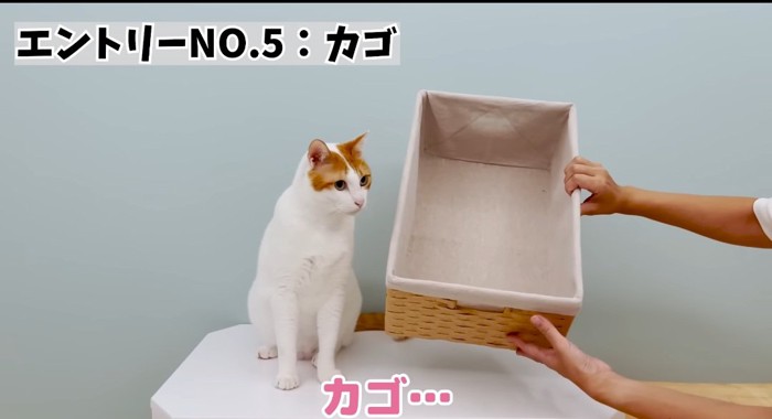 座っている猫