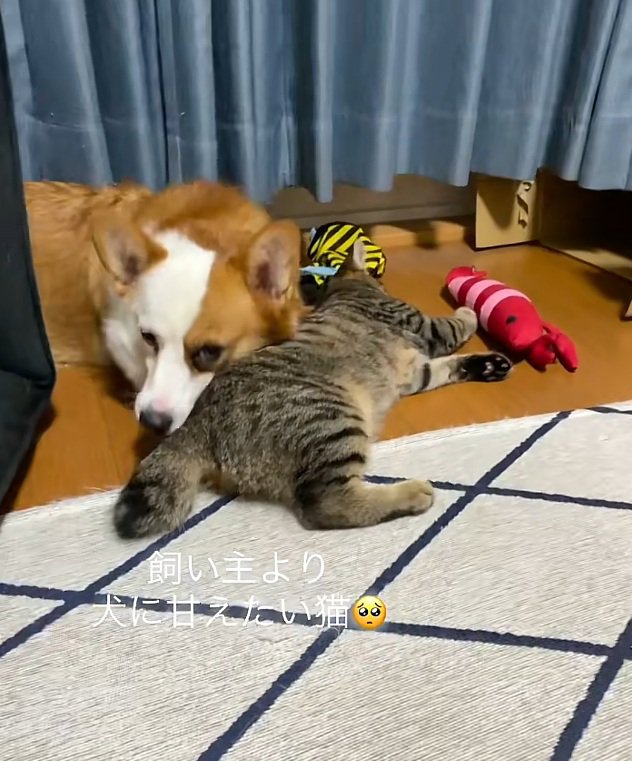 犬の甘える猫