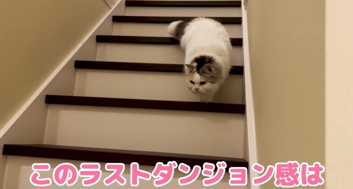 階段を下りる猫