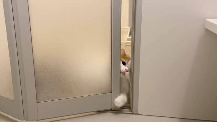 顔を入れようと