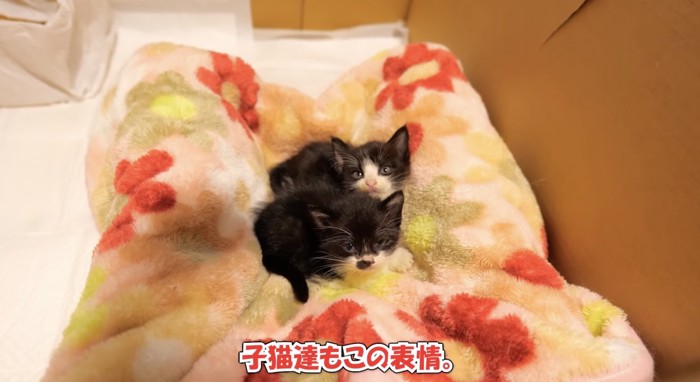 安心した表情の子猫