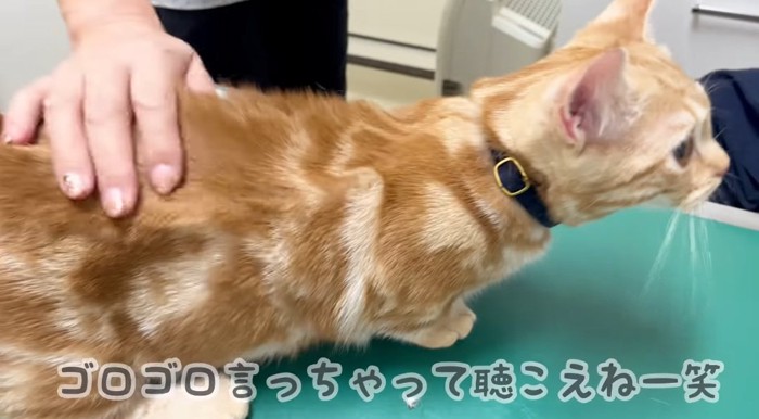 診察台の上の猫