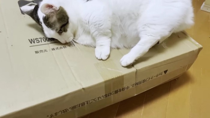 箱の穴に片腕を入れる猫