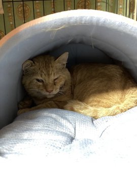 ベッドの中でうずくまる猫