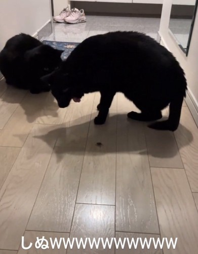 臭そうな表情になる黒猫
