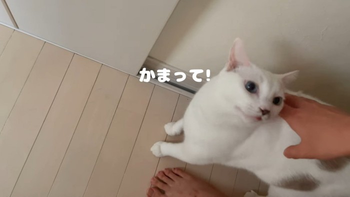 かまって