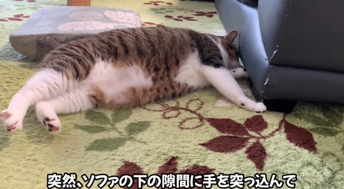 寝転がる猫