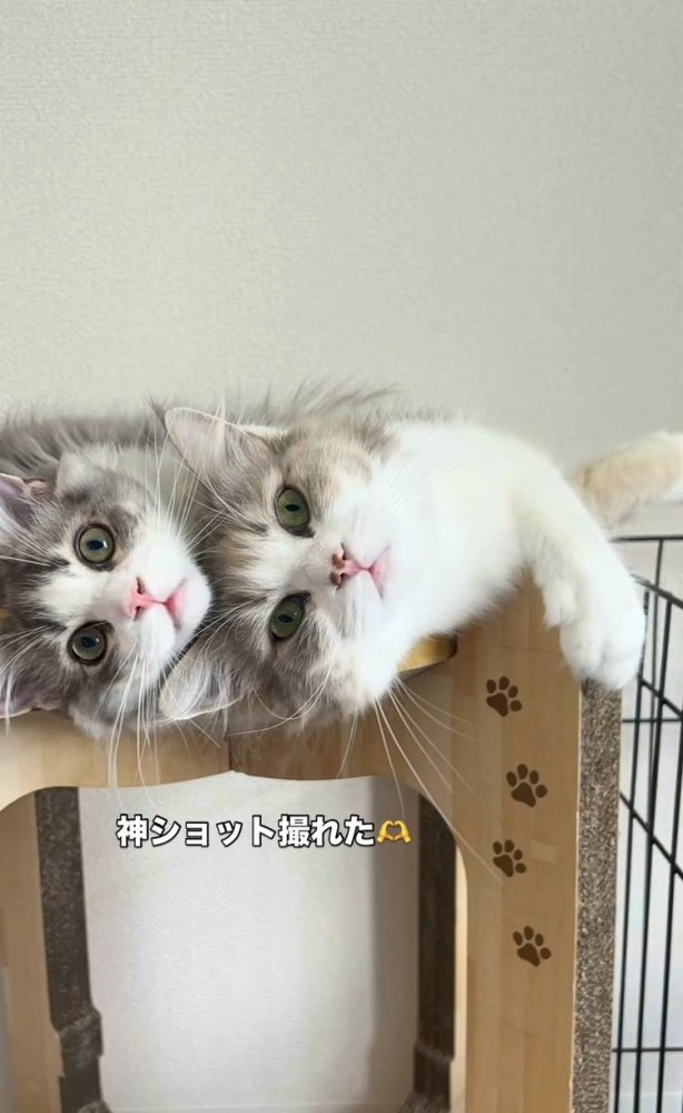 猫用ハウスの上でくつろぐ母猫と子猫