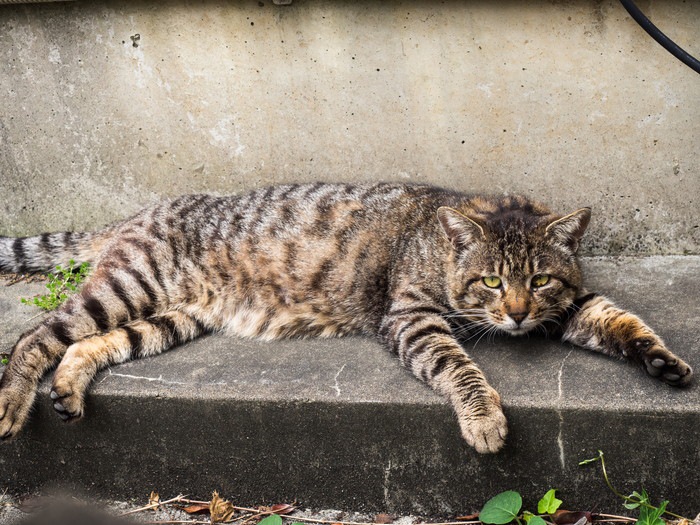 ぐったりしている猫