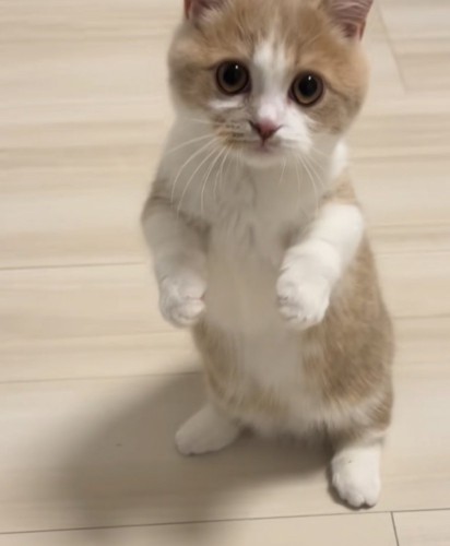 立っている猫の写真