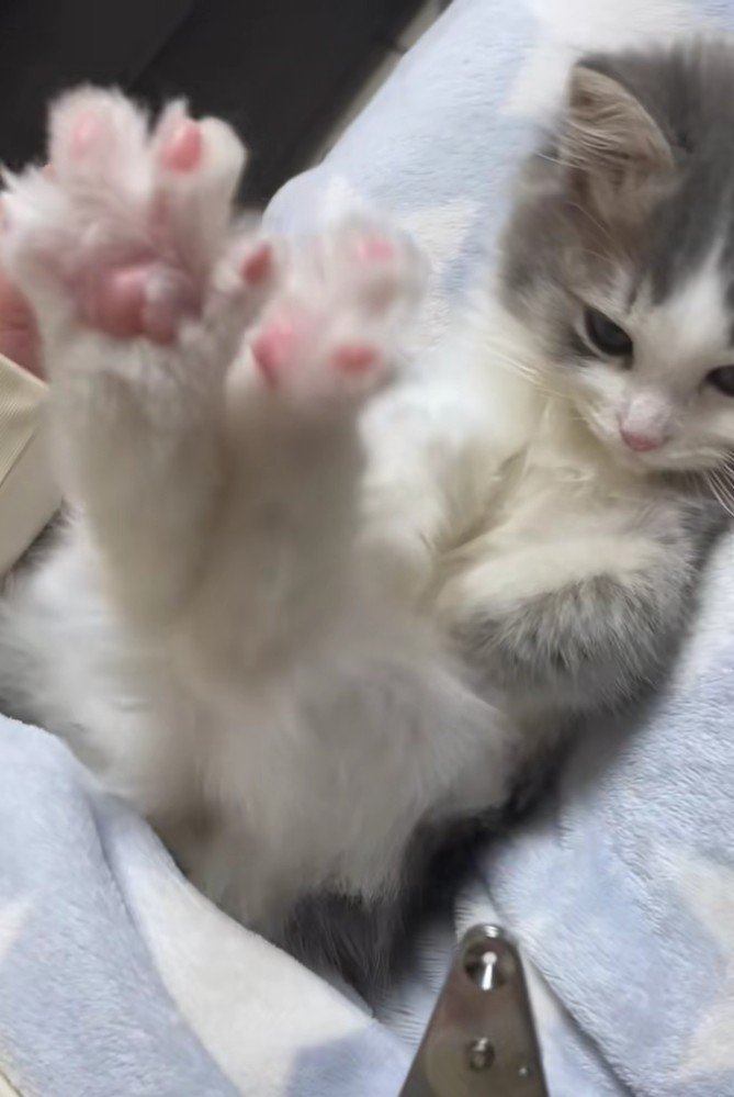 足を上げるさっくん