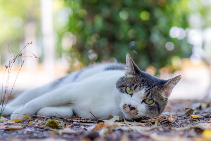 日陰でダレている猫