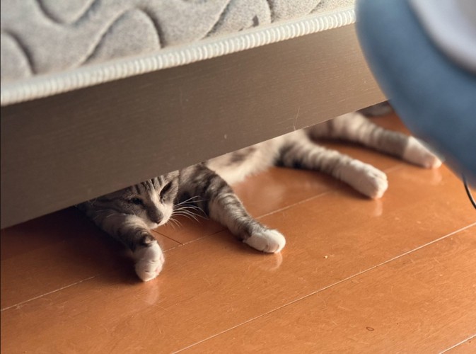 ベッド下に猫